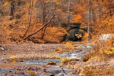 A stream flowing through an autumn forest.