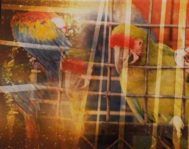 Loren Ellis Parrots Reaching Out 1993 11"x14" (28x35 cm)  page 42 and 42A