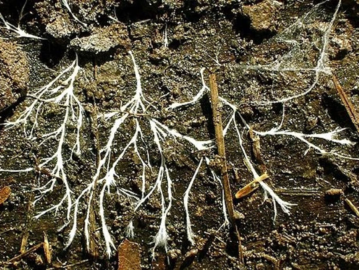 white mycelium growing through earth