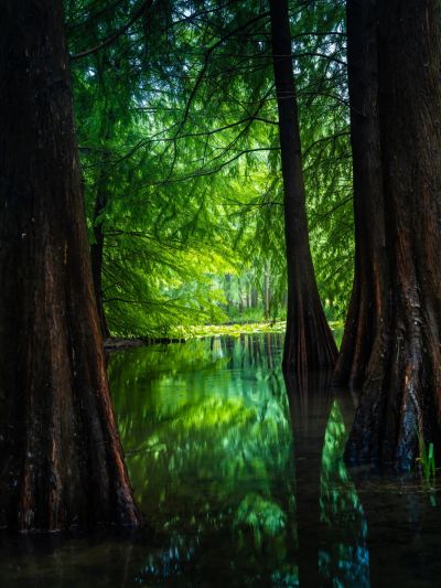 Lush green forest with reflected trees in water.