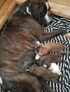 Boxer nursing puppies.