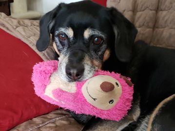The regal Darcy.