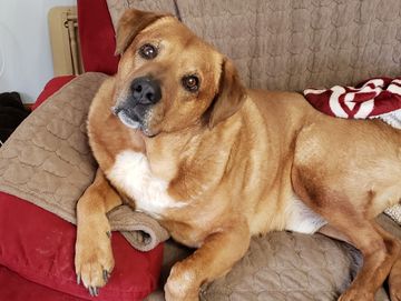 Our Dozer.