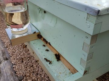 A new hive starting off.