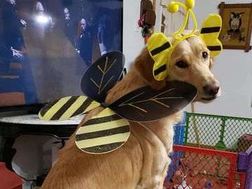 The Lily "Bug"