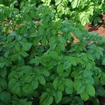 Healthy potato plants growing in a field with rich soil.