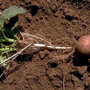 Potato plant with roots and tuber in soil.