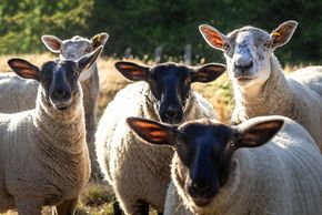 spring lamb, lamb, sheep, suffolk/texel cross, lambchops,