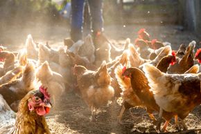 eggs, free range, organic, veggie fed, free run, brown eggs, hens, chickens