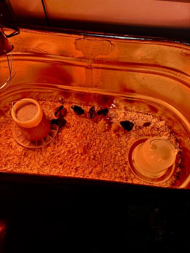 Farm fresh eggs soon coming soon