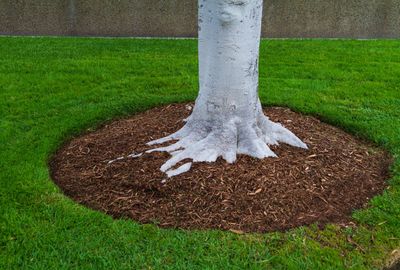 Tree base surrounded by a circular mulch bed on green grass.
