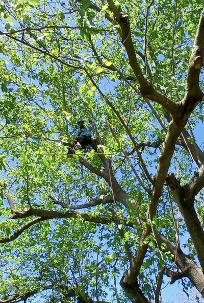 Person climbing a tree surrounded by green leaves against a blue sky.