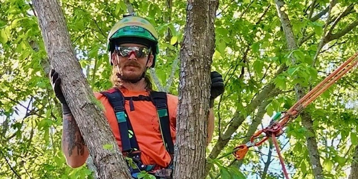 A tree worker in safety gear climbing a tree with ropes and harness.