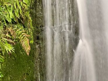 Close-up of a waterfall flowing beside green moss and ferns.