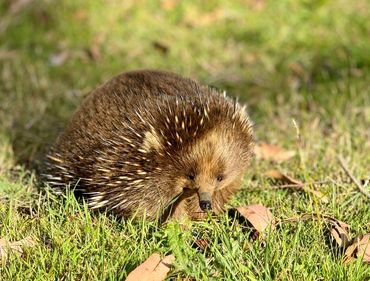 A close-up of an echidna on grass in sunlight.