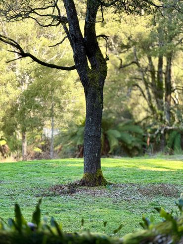 A moss-covered tree trunk stands in a sunlit clearing surrounded by lush greenery.