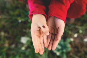 Child's hands in red sleeves gently holding a ladybug.