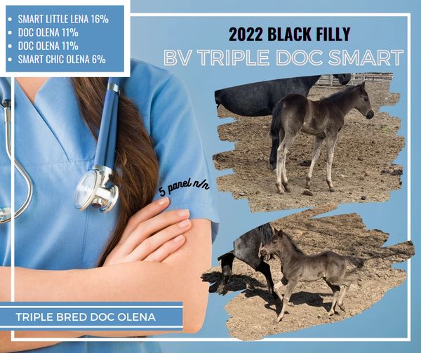 Ad for BV Triple Doc Smart "Lily", triple bred Doc Olena black filly