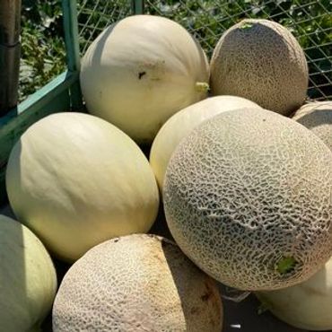 A group of ripe cantaloupes and melons piled together outdoors.