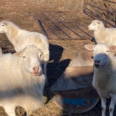 Several white sheep standing near a metal gate and a feeding trough in a dry, shaded area.