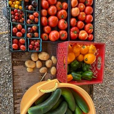 Fresh tomatoes, cucumbers, potatoes, and peppers arranged in containers.