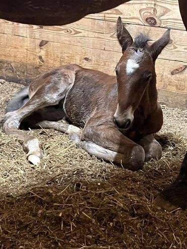 Foal of Real Love
