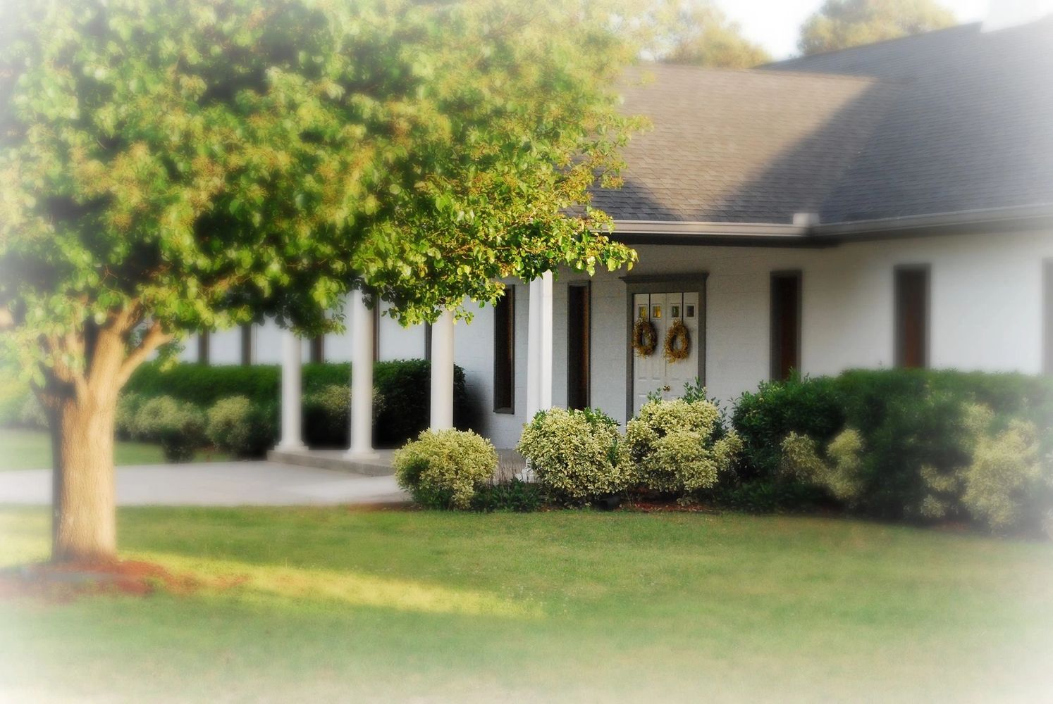 A bright green tree and bushes in front of a house with a porch.