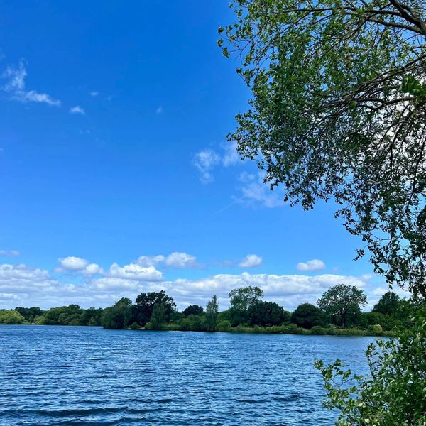 Beautiful lake view with trees and bright blue sky