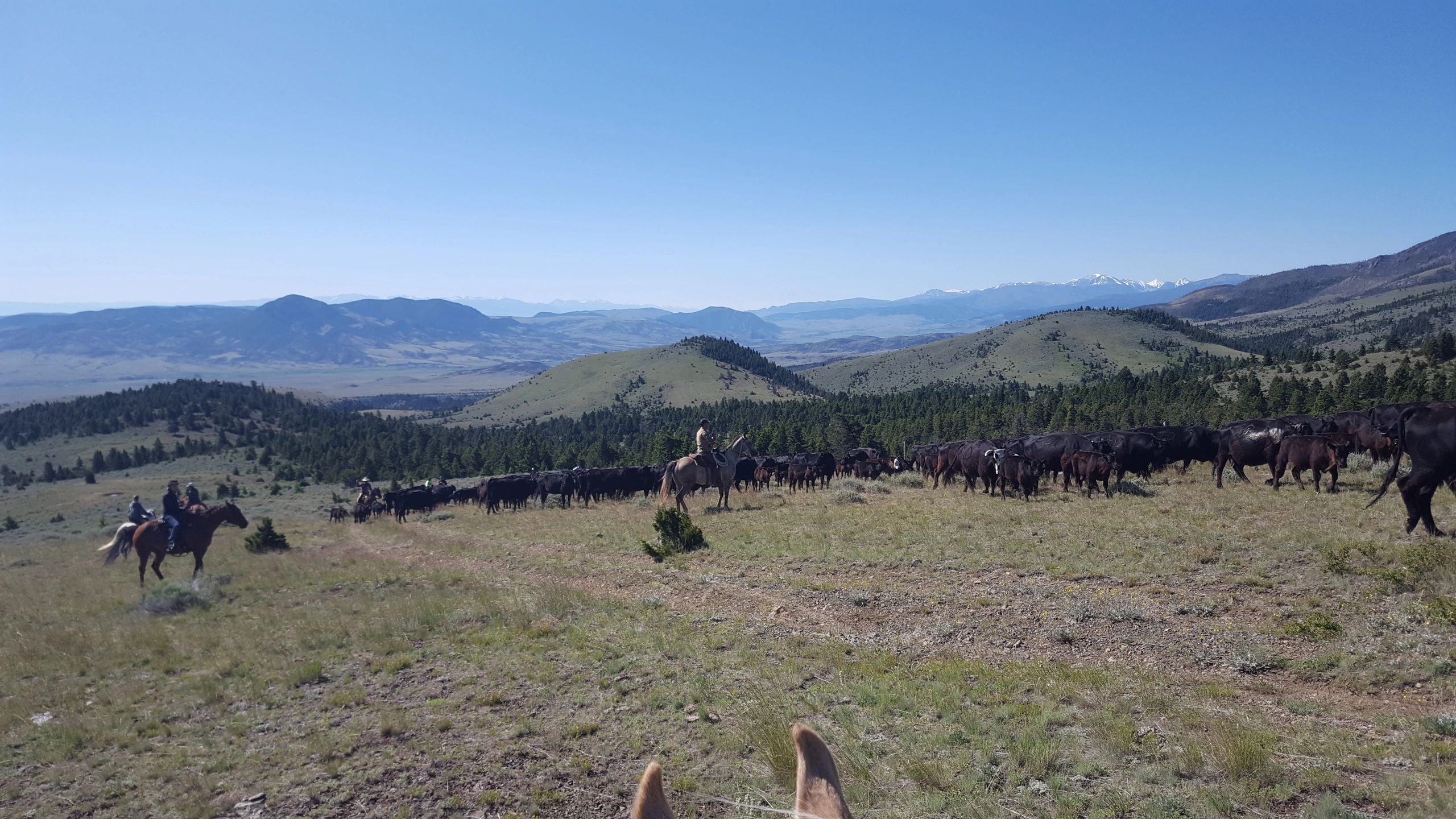 Cattle drive to Wilson Park, summer 2020