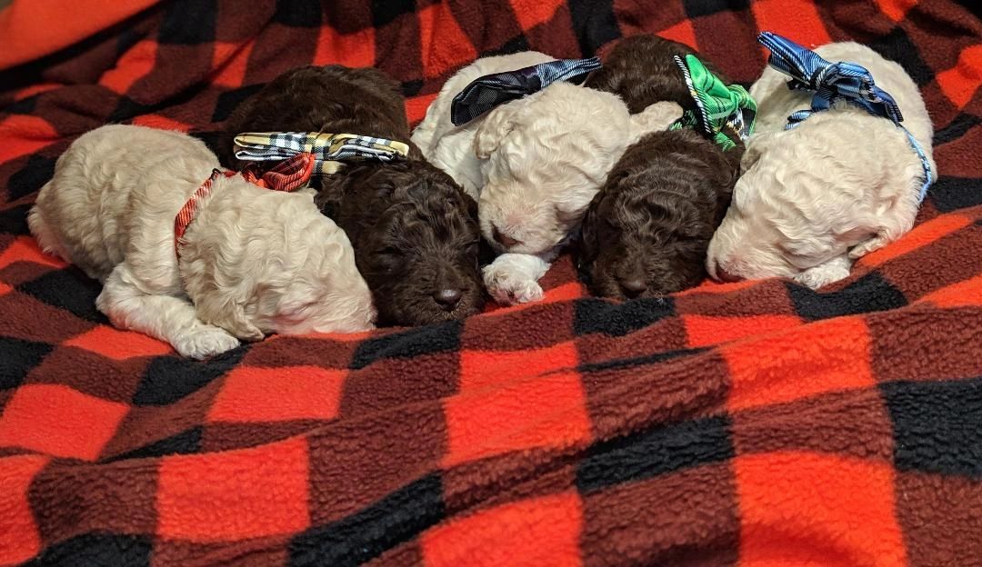 white labradoodle puppies, chocolate labradoodle puppies, multi-generation, non shedding