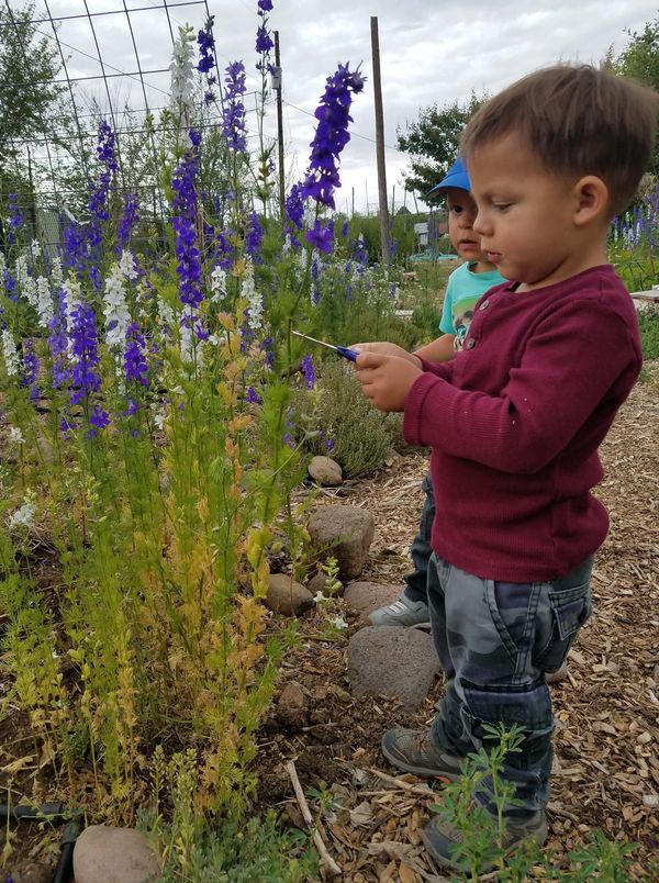 the garden at Guadalupe Montessori School in Silver City, NM