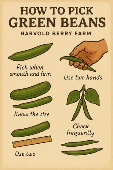 Green Bean Picking: Easy Tips from Our Farm