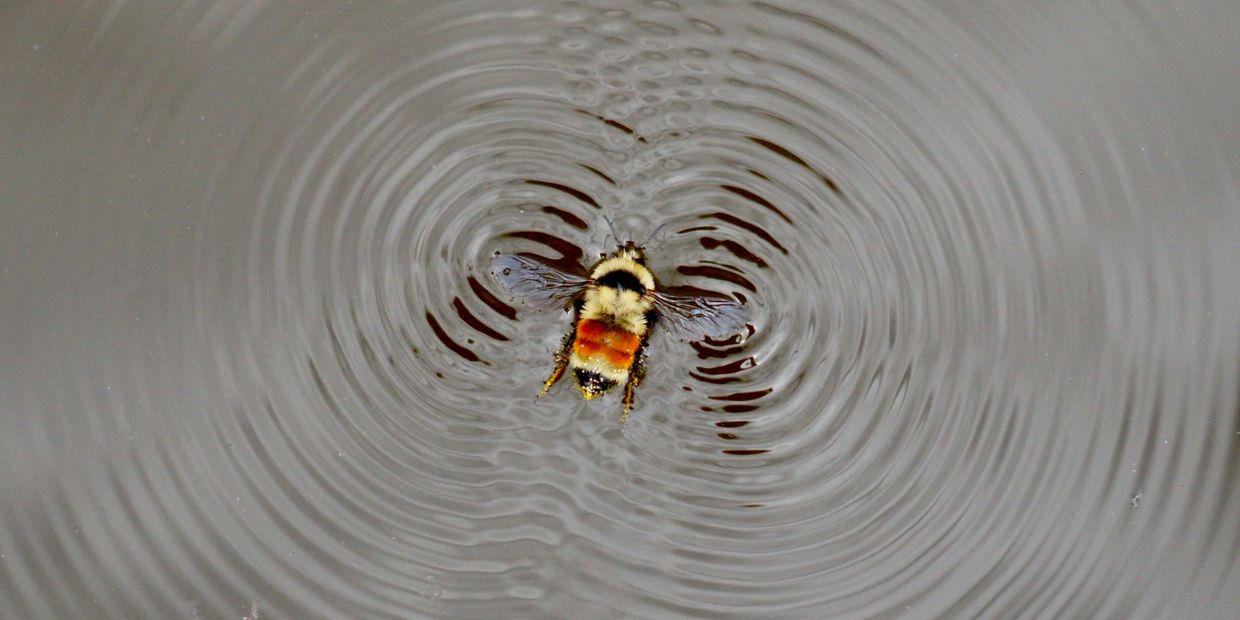 Bee trapped on water surface creating ripples.