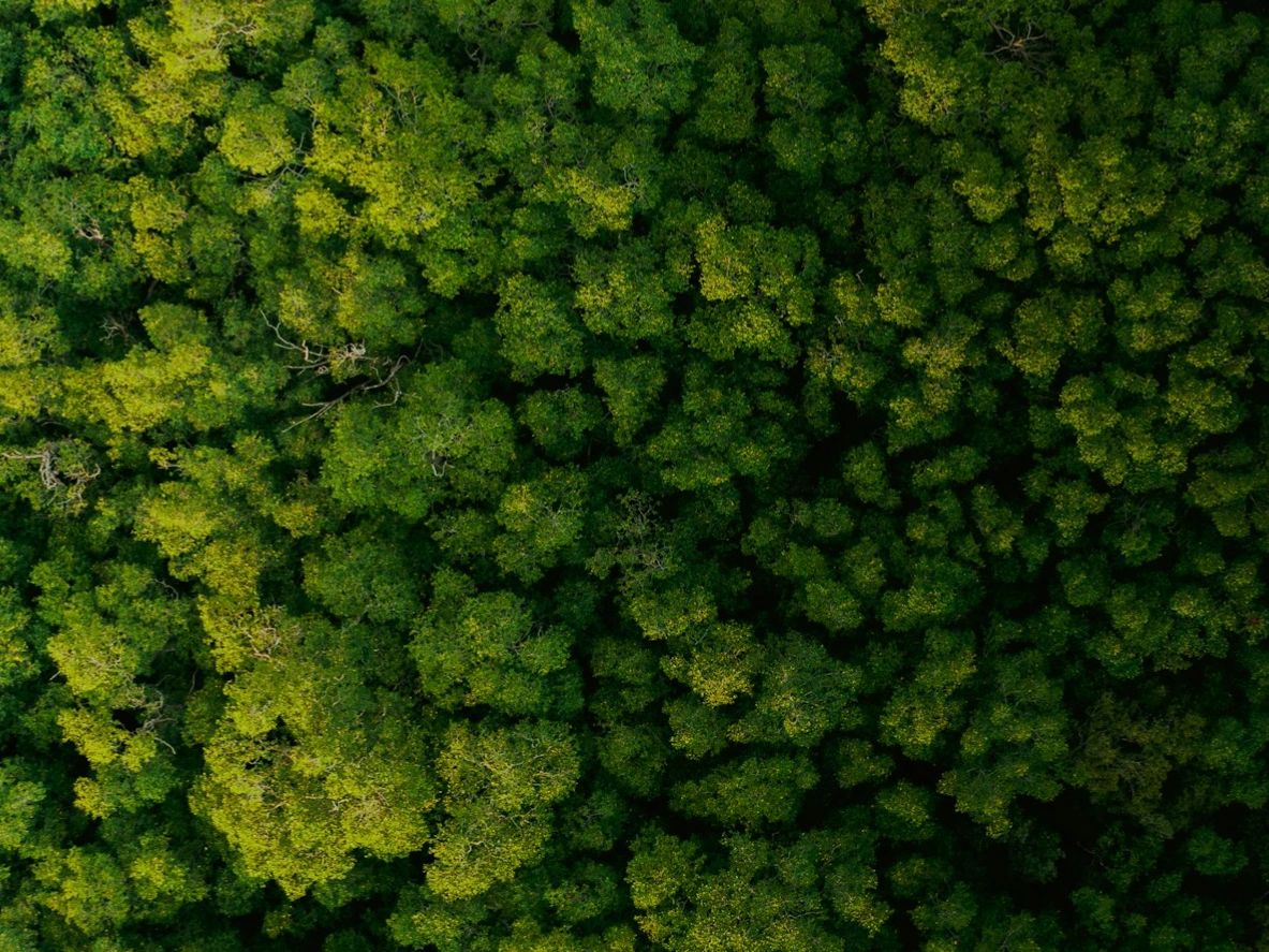 Aerial view of dense green forest canopy.