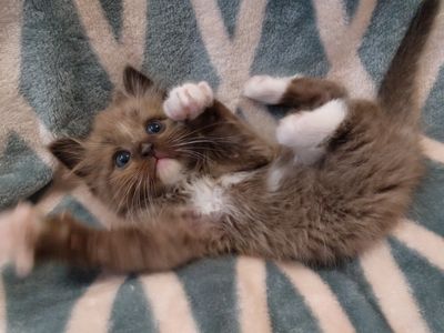 Playful Ragdoll Kitten