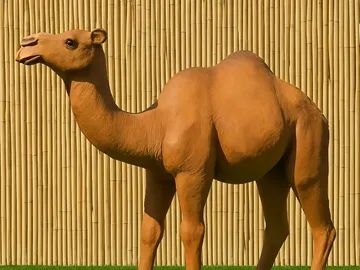 A camel standing on green grass with a bamboo fence background.