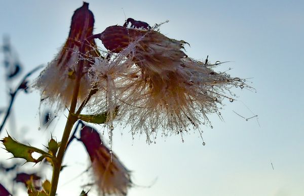 A Canadian Thistle late in the fall on an early morning, catching the dew with it's long seed hairs.