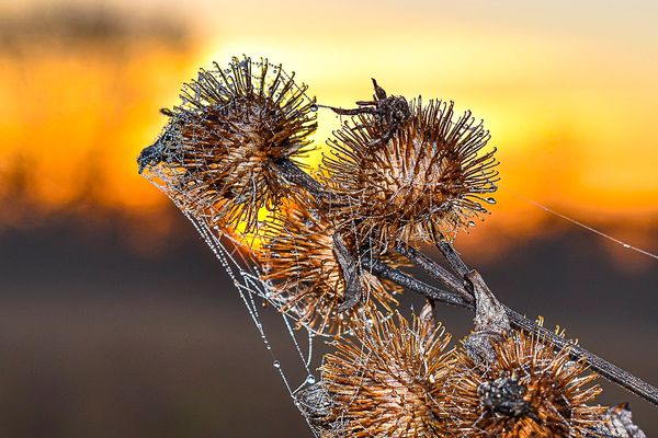 Burdock at sunset covered in the fine details of webs and water.
