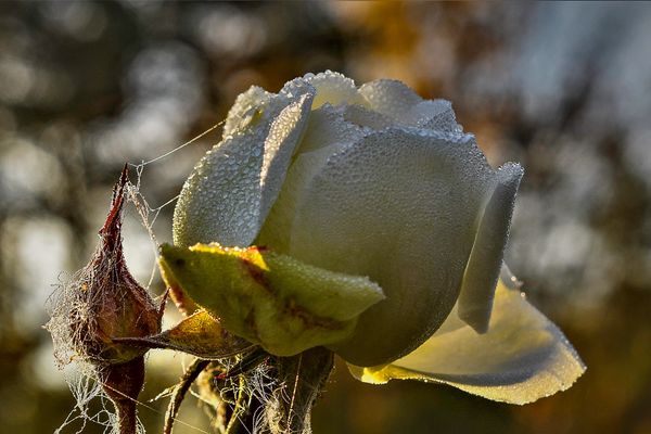 White Rose with spider webs and dew drops to coat it in the morning light.