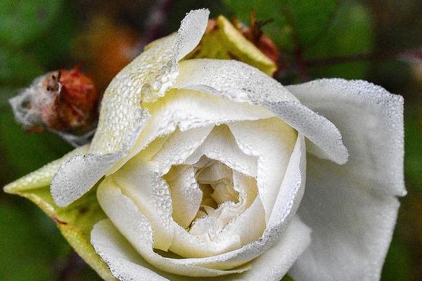 White Rose draped in morning dew, like a bubble coat wrapping it to keep it warm in the morning ligh