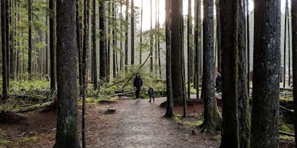 forest walk near Elk Falls