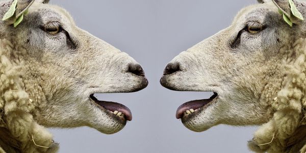 Two sheep facing each other