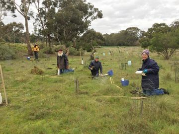 Tree planting at Werribee Gorge State Park