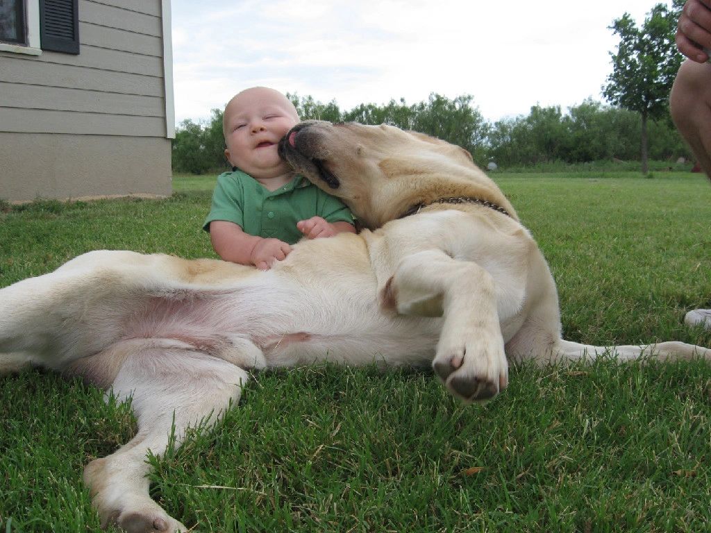 Hunting Retriever Champion Yellow Labrador Stud Dog playing with baby