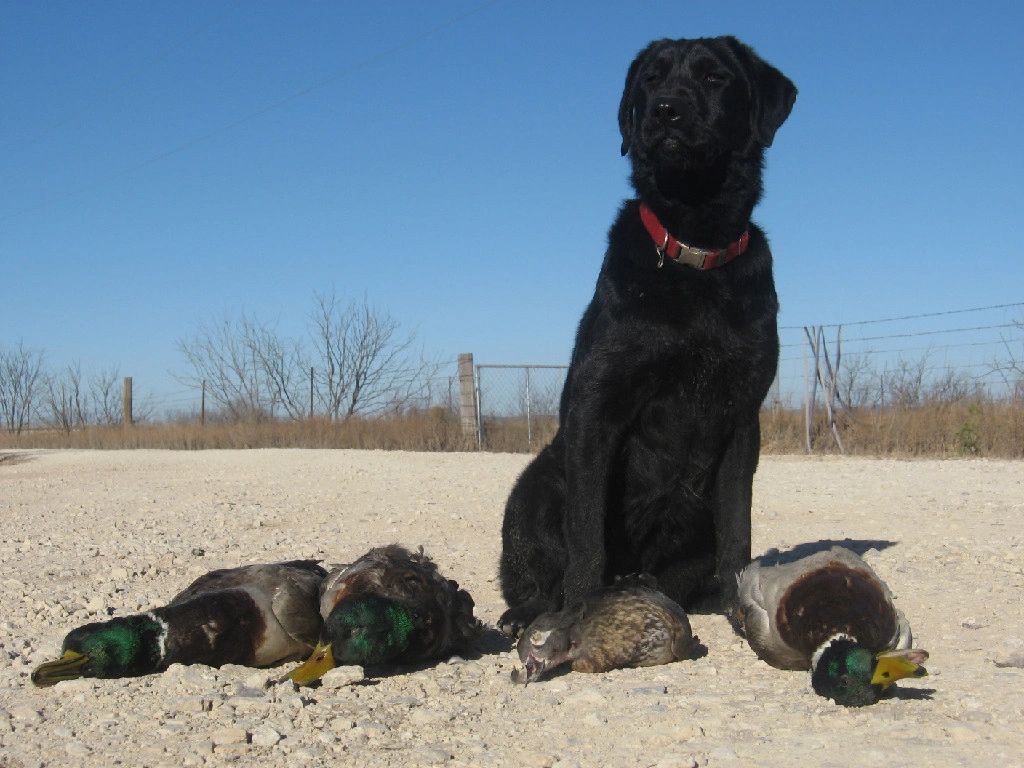 Hunting Retriever Champion Black Labrador Dam with 3 Greenheads(mallard drakes) and a woodduck hen 