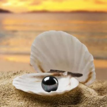 Black pearl on the beach in its oyster shell