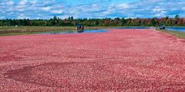 A cranberry pond