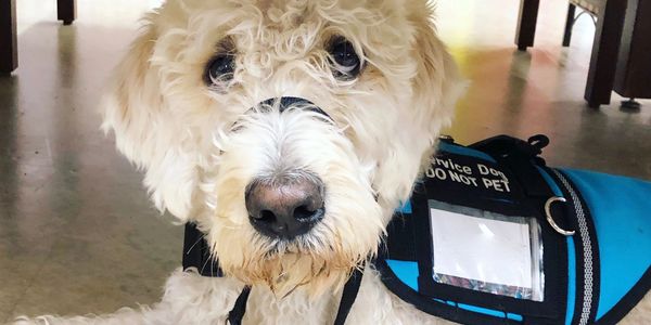 A fluffy service dog wearing a blue vest lying on the floor.