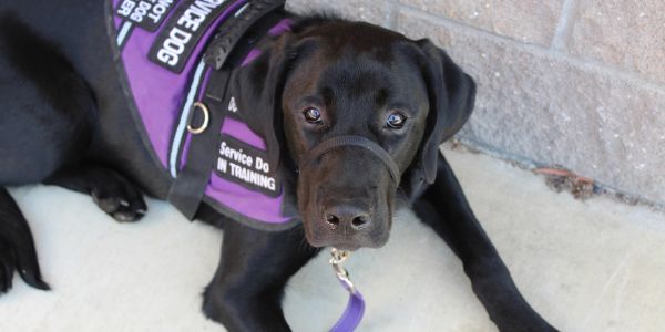 Black service dog in training lying on the ground with a purple vest.