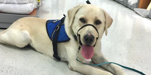 A service dog wearing a blue vest and a head halter lying on a white floor.